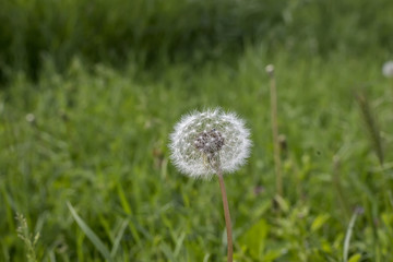 Dandelion in a meadow of green grass in spring