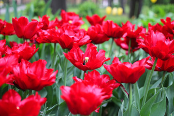 City Park: flowers and trees