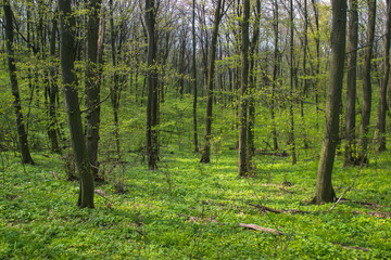 Scary tree in the forest