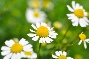 Fototapeta na wymiar Chamomile. Chamomile field in bloom, Chamomile flowers on a meadow close -up, 