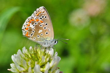 Fototapeta na wymiar Common Blue or Polyommatus icarus, Small blue butterfly on wild flowers, natural habitat