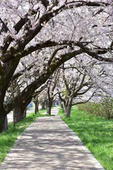 桜と歩道