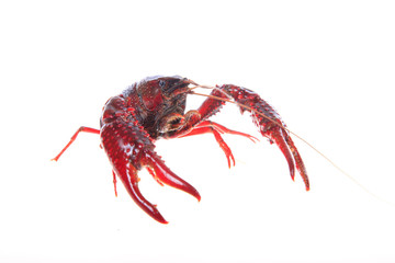 Crawfish, white background, close-up