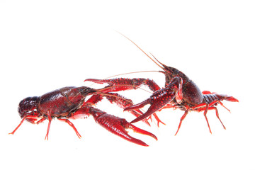 Crawfish, white background, close-up