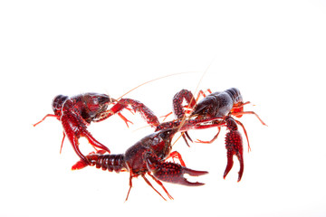 Crawfish, white background, close-up