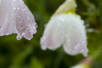 Obraz premium Flowers and Drops