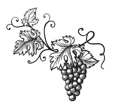 recommend clip art: Set of grapes monochrome sketch. Hand drawn grape bunches.