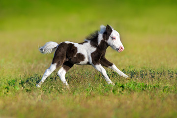 Beautiful piebald pony foal  run fast in green pasture