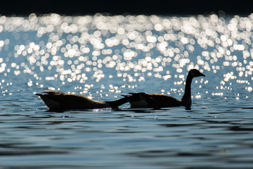 Kanadag&auml;nse schwimmen im See