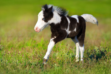 Fototapeta na wymiar Beautiful piebald pony foal run fast in green pasture