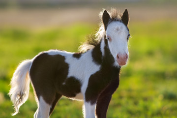Fototapeta na wymiar Beautiful piebald pony foal close up portrait