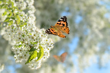 Schmetterling 315 © K.-U. Häßler