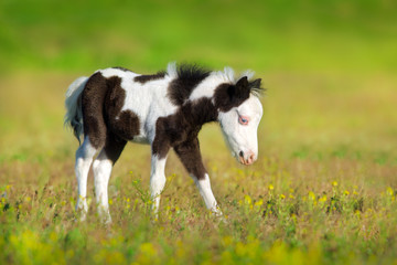 Obraz premium Beautiful piebald pony foal in green meadow