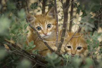 2 cats kittens in a tree