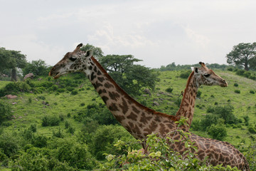 Wild Giraffe mammal africa savannah Kenya (Giraffa camelopardalis)