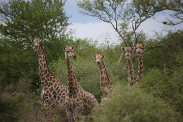 Naklejka premium Wild Giraffe mammal africa savannah Kenya (Giraffa camelopardalis)