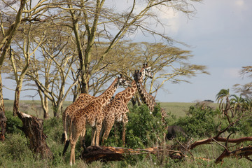 Wild Giraffe mammal africa savannah Kenya (Giraffa camelopardalis)