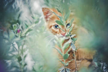 Kitten through the trees