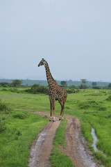 Obraz premium Wild Giraffe mammal africa savannah Kenya (Giraffa camelopardalis)