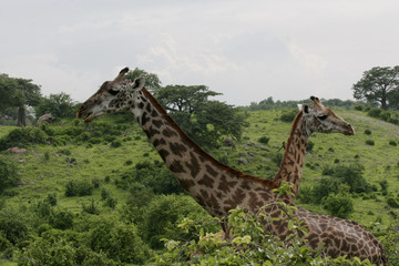 Wild Giraffe mammal africa savannah Kenya (Giraffa camelopardalis)