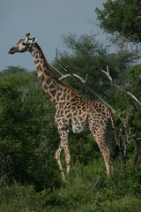 Wild Giraffe mammal africa savannah Kenya (Giraffa camelopardalis)