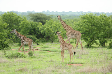 Wild Giraffe mammal africa savannah Kenya (Giraffa camelopardalis)