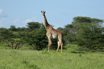 Wild Giraffe mammal africa savannah Kenya (Giraffa camelopardalis)