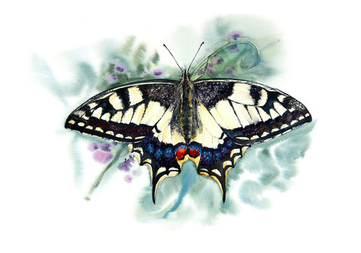 Butterfly Swallowtail. Set of butterflies. Hand drawn watercolor illustration. 