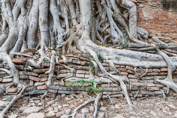 Tree and old wall