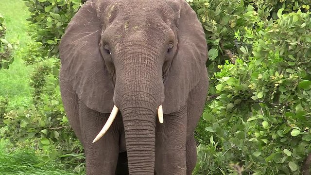 African elephant cow grazing