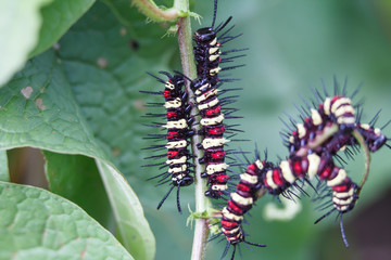 Caterpillars