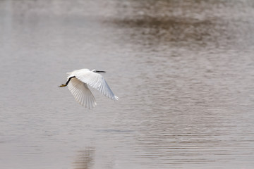 Egret