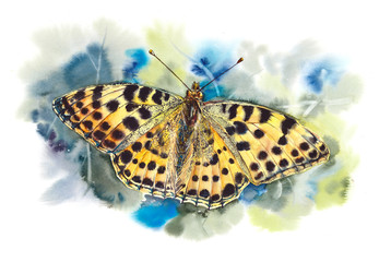 Butterfly. Set of butterflies. Hand drawn watercolor illustration. 
