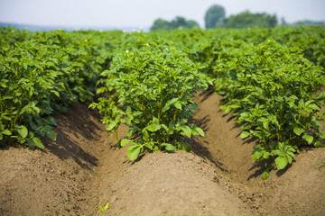 Fototapeta na wymiar Potato field on a sunny summer day.