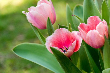 Pink Tulips II
