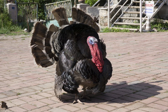 Giant Turkey Stock Photo | Adobe Stock