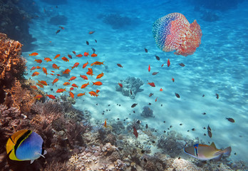Coral Reef and Jellyfish in the Red Sea, Egypt