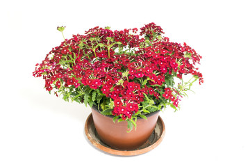Beautiful red flowers in flowerpot isolated on white background