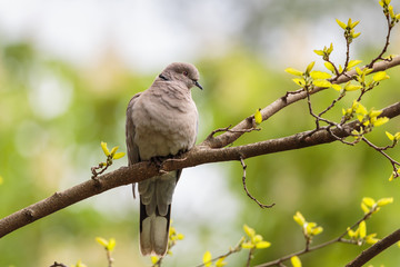 Eurasian collared dove (Streptopelia decaocto) on a spring tree branch with small leafs