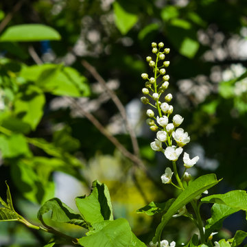 Blossom of bird-cherry tree close-up with bokeh background, selective focus, shallow DOF