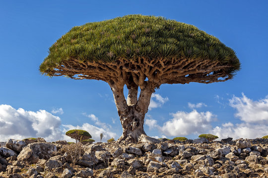 Socotra Island. Dragon Tree.