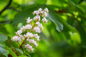 Horse chestnut (Aesculus hippocastanum) flowers on a tree.