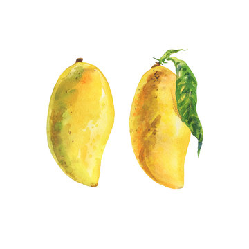 Hand drawn fresh yellow mango. Watercolor isolated thai tropical fruits set. Painting vegetarian illustration on white background