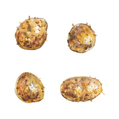 Watercolor set of potatoes. Painting isolated fresh root crop. Hand drawn vegetarian vegetable illustration on white background