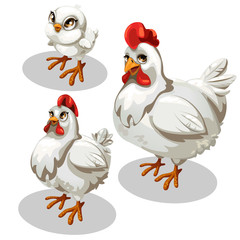 Maturation stages of the chicken, cartoon style
