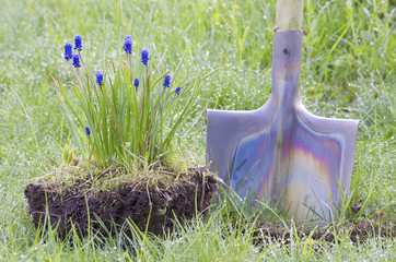 flower Muscari shovel rain