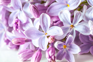 Lilac flowers blossom wallpaper . Floral motif background.