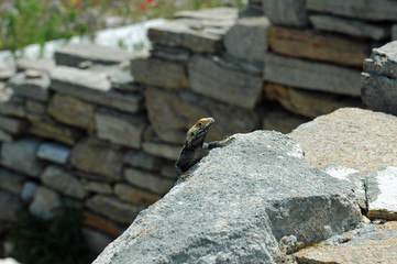 Lézard agame stellion (Stellagama stellio) dans le site archéologique de Délos en Grèce