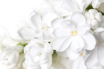 Tuinposter Wit lila bloemen bloesem behang. Floral motief achtergrond. © Sun-flower