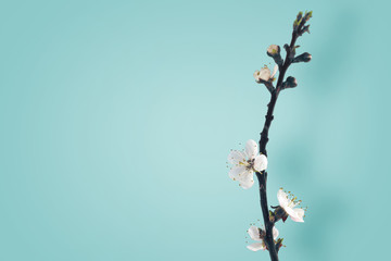 Branch with blossoming apricot flowers 